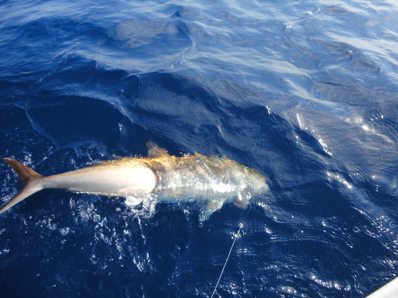AKYA AVINDA CANLI YEM HAZIRLIGI
